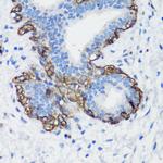 Filamin A Antibody in Immunohistochemistry (Paraffin) (IHC (P))