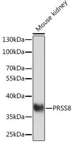 Prostasin Antibody in Western Blot (WB)