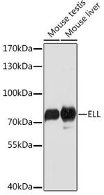 ELL Polyclonal Antibody