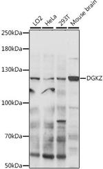 DGKZ Polyclonal Antibody