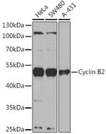 Cyclin B2 Polyclonal Antibody
