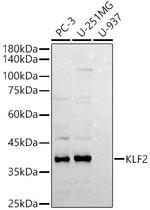 KLF2 Polyclonal Antibody