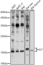 IL-7 Polyclonal Antibody