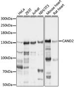 CAND2 Antibody in Western Blot (WB)
