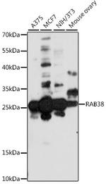 RAB38 Polyclonal Antibody
