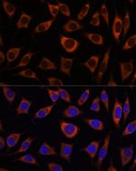 CTNNA3 Polyclonal Antibody