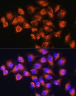 Neuropeptide B Antibody in Immunocytochemistry (ICC/IF)