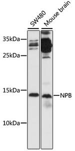 Neuropeptide B Antibody in Western Blot (WB)