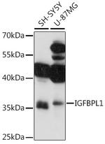 IGFBPL1 Antibody in Western Blot (WB)