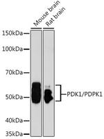 PDPK1 Antibody in Western Blot (WB)