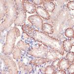 AMPK alpha-1 Antibody in Immunohistochemistry (Paraffin) (IHC (P))
