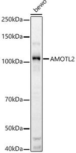 AMOTL2 Antibody in Western Blot (WB)