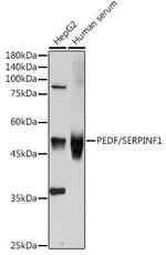 PEDF Polyclonal Antibody