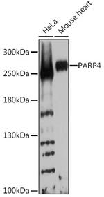 VPARP Polyclonal Antibody