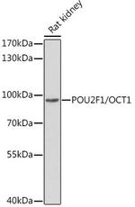 OCT1 (POU2F1) Polyclonal Antibody
