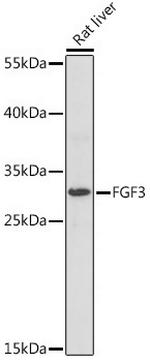 FGF3 Polyclonal Antibody