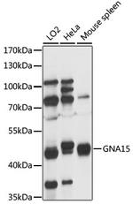 GNA15 Polyclonal Antibody