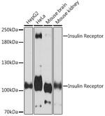 INSR Polyclonal Antibody