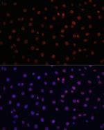 Lamin B1 Antibody in Immunocytochemistry (ICC/IF)
