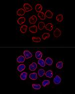 Lamin B1 Antibody in Immunocytochemistry (ICC/IF)