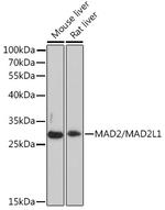 MAD2 Polyclonal Antibody