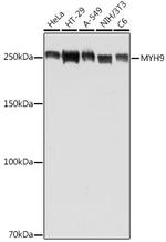MYH9 Antibody in Western Blot (WB)