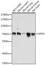 NPR3 Antibody in Western Blot (WB)