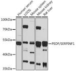 PEDF Antibody in Western Blot (WB)