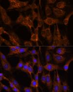 BRPF1 Antibody in Immunocytochemistry (ICC/IF)