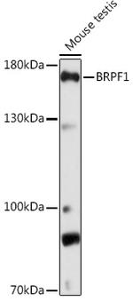 BRPF1 Antibody in Western Blot (WB)