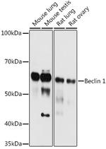 Beclin 1 Polyclonal Antibody