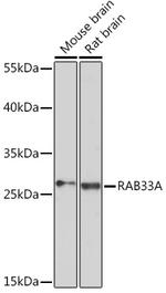 RAB33A Polyclonal Antibody