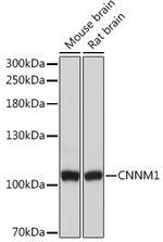 CNNM1 Antibody in Western Blot (WB)