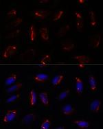 MRPS7 Polyclonal Antibody