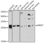 MRPS7 Antibody in Western Blot (WB)