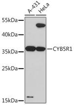 CYB5R1 Antibody in Western Blot (WB)