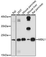 MIXL1 Polyclonal Antibody