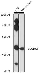 ZCCHC3 Antibody in Western Blot (WB)