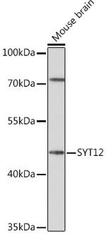 SYT12 Antibody in Western Blot (WB)
