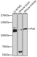 FUK Antibody in Western Blot (WB)