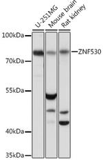 ZNF530 Antibody in Western Blot (WB)
