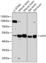 LIM1 Polyclonal Antibody