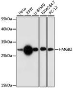 HMGB2 Polyclonal Antibody
