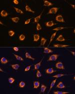 GSTA3 Polyclonal Antibody