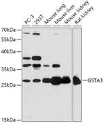 GSTA3 Antibody in Western Blot (WB)