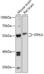 ITPKA Polyclonal Antibody