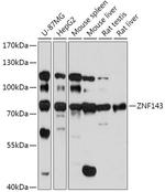 ZNF143 Polyclonal Antibody