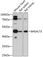 B4GALT3 Polyclonal Antibody