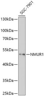 NMUR1 Polyclonal Antibody