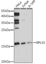 RPL35 Antibody in Western Blot (WB)